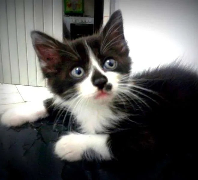 Gato ra a SRD idade Abaixo de 2 meses nome Bruce