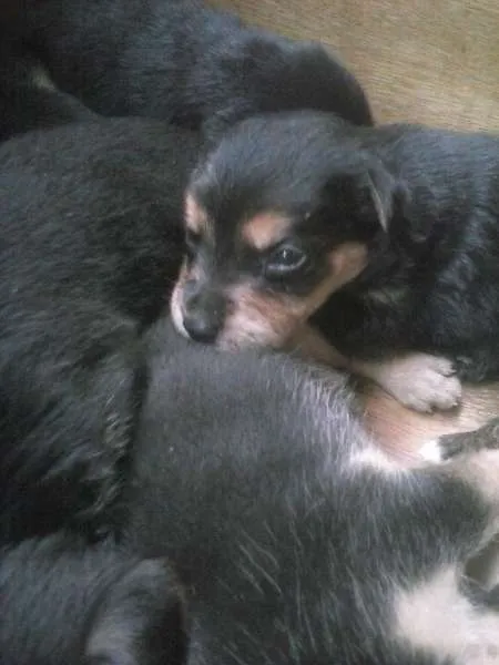 Cachorro ra a  idade Abaixo de 2 meses nome não definido