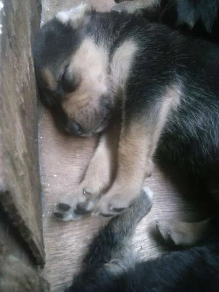 Cachorro ra a  idade Abaixo de 2 meses nome não definido