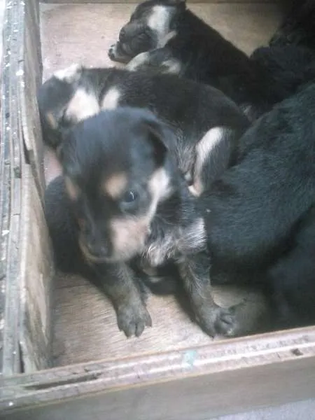 Cachorro ra a  idade Abaixo de 2 meses nome não definido