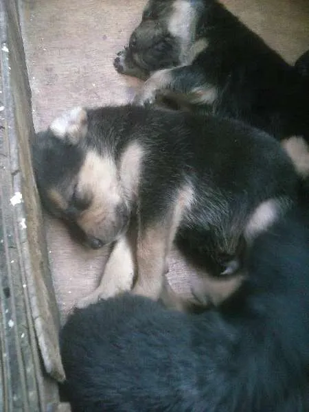 Cachorro ra a  idade Abaixo de 2 meses nome não definido