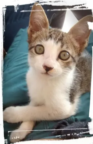Gato raça SRD idade Abaixo de 2 meses nome Gatinho precisa de 