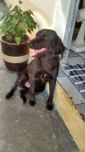 Cachorro ra a nenhuma idade 1 ano nome Jesse