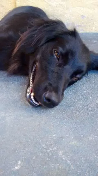 Cachorro ra a nenhuma idade 1 ano nome Jesse