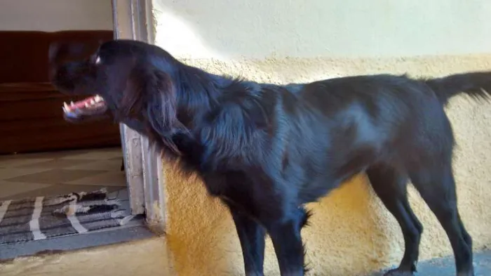 Cachorro ra a nenhuma idade 1 ano nome Jesse