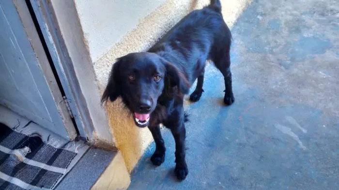 Cachorro ra a nenhuma idade 1 ano nome Jesse