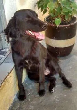 Cachorro ra a nenhuma idade 1 ano nome Jesse
