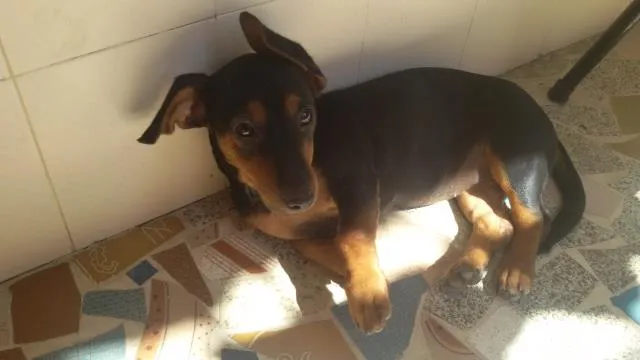 Cachorro ra a basset idade 2 a 6 meses nome belinha