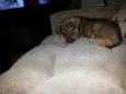 Kiara, Sofia, Theo