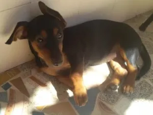 Cachorro raça basset idade 2 a 6 meses nome belinha
