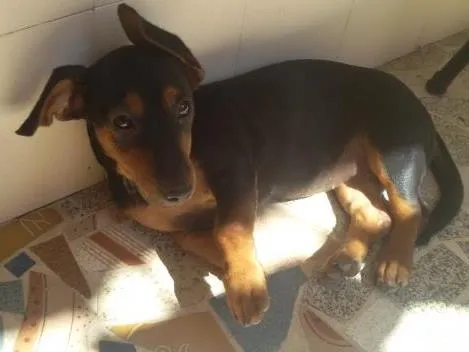 Cachorro ra a basset idade 2 a 6 meses nome belinha