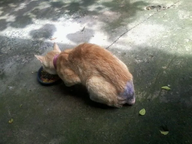 Gato raça  idade  nome Garfield