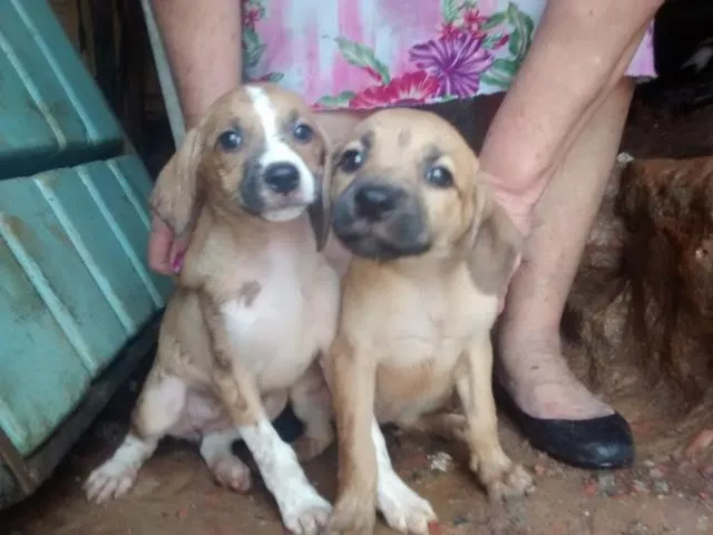 Cachorro ra a Sem Raça definida idade 2 a 6 meses nome Sem nome