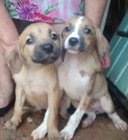 Cachorro ra a Sem Raça definida idade 2 a 6 meses nome Sem nome