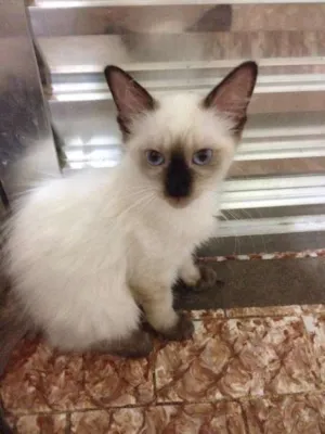 Gato raça mistiço siames  idade 2 a 6 meses nome narizinho