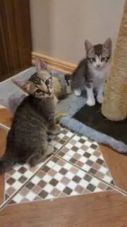 Gato ra a  idade Abaixo de 2 meses nome Gatinho