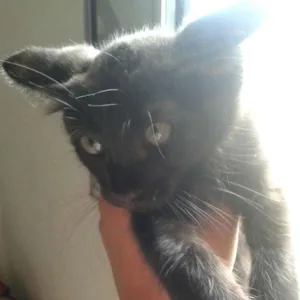 Gato raça sem raça definida idade 2 a 6 meses nome tom