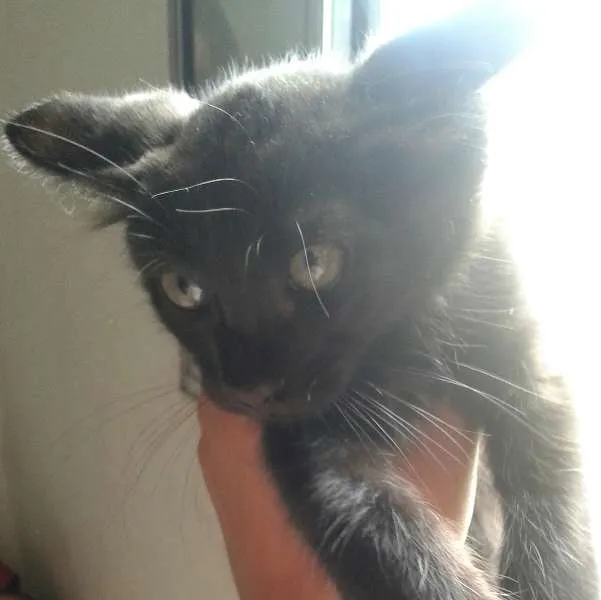 Gato ra a sem raça definida idade 2 a 6 meses nome tom