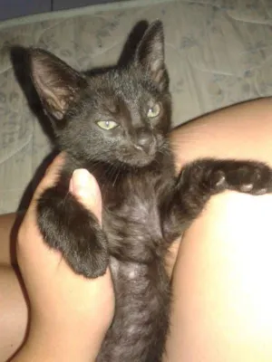 Gato raça sem raça definida  idade 2 a 6 meses nome pequeno