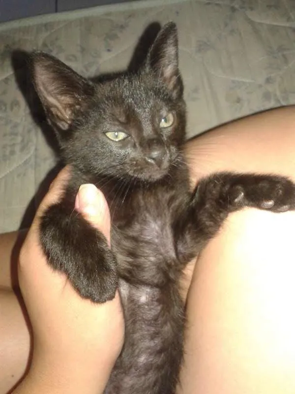 Gato ra a sem raça definida idade 2 a 6 meses nome pequeno