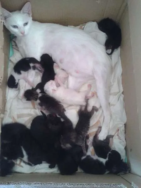 Gato ra a SRD idade 2 a 6 meses nome Mãe e bebes
