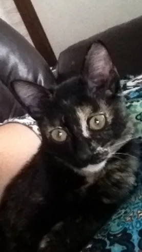 Gato raça SRD idade 2 a 6 meses nome Fiorella