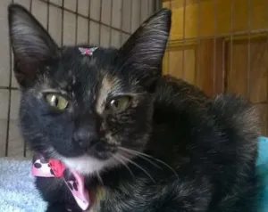 Gato raça SRD idade 2 a 6 meses nome Fiorella