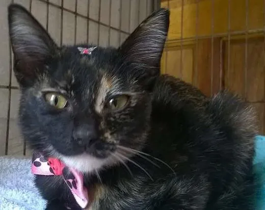 Gato raça SRD idade 2 a 6 meses nome Fiorella