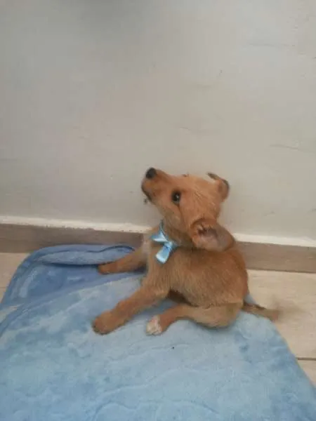 Cachorro ra a indefinida idade Abaixo de 2 meses nome Sem nome