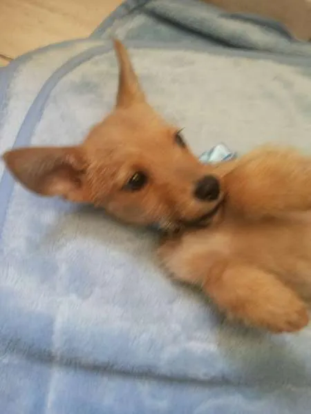 Cachorro ra a indefinida idade Abaixo de 2 meses nome Sem nome