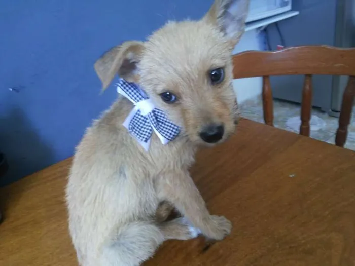 Cachorro ra a indefinida idade Abaixo de 2 meses nome Sem nome