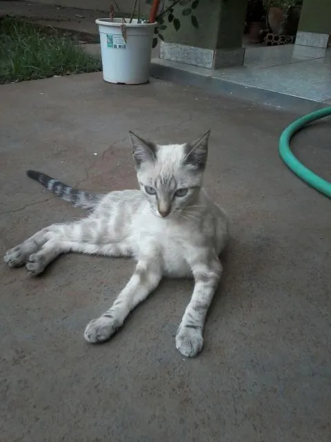 Gato ra a Raca não definida  idade  nome Branca