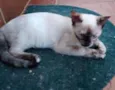 SACHA
