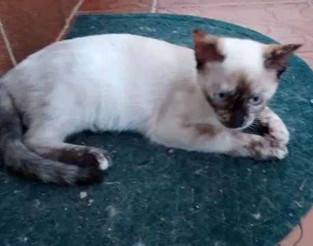 Gato ra a SRD idade 2 a 6 meses nome SACHA