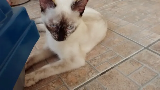 Gato ra a SRD idade 2 a 6 meses nome SACHA