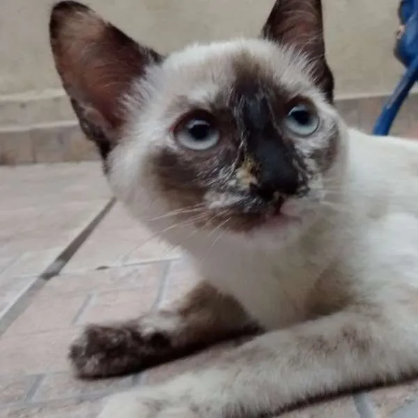 Gato ra a SRD idade 2 a 6 meses nome SACHA