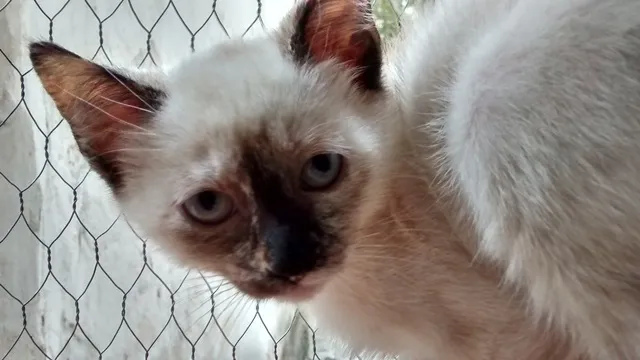 Gato ra a SRD idade 2 a 6 meses nome SACHA