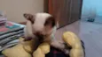 SACHA
