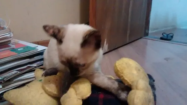 Gato ra a SRD idade 2 a 6 meses nome SACHA