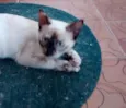 SACHA