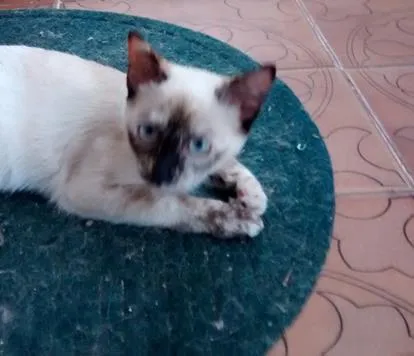 Gato ra a SRD idade 2 a 6 meses nome SACHA