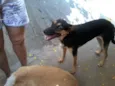 Pérola e Domingo