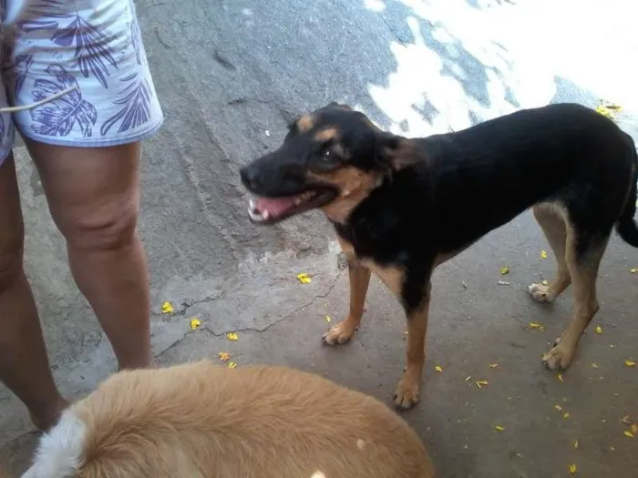 Cachorro raça Vira Lata idade 2 anos nome Pérola e Domingo