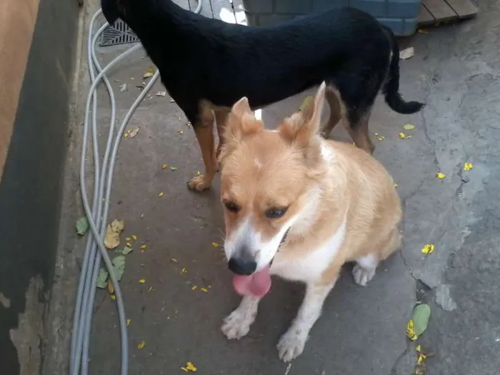 Cachorro raça Vira Lata idade 2 anos nome Pérola e Domingo