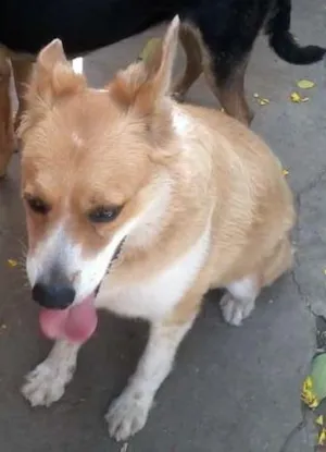 Cachorro raça Vira Lata idade 2 anos nome Pérola e Domingo
