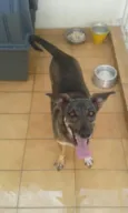 Mel