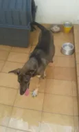 Mel