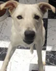 Lua
