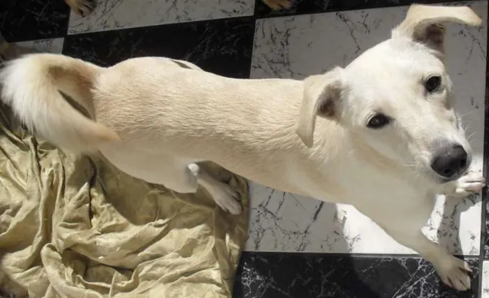 Cachorro ra a  idade 2 anos nome Lua 