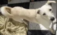 Lua
